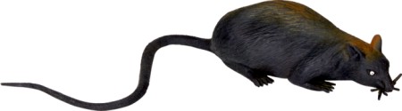Spiegelburg Kanalratte