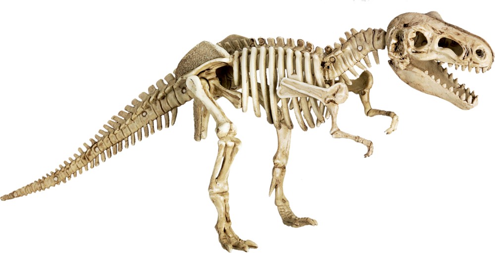 Dino Skelett