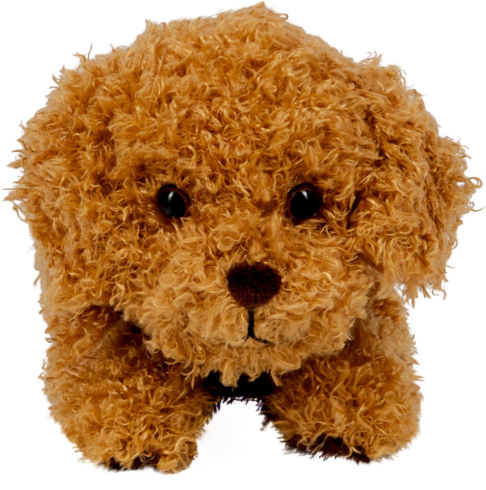 Sammys niedliches Gesicht