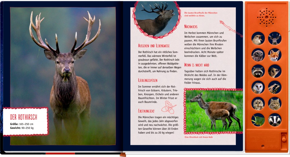 Tierstimmen, tolle Bilder und Informationen Tierstimmen, tolle Bilder und Informationen