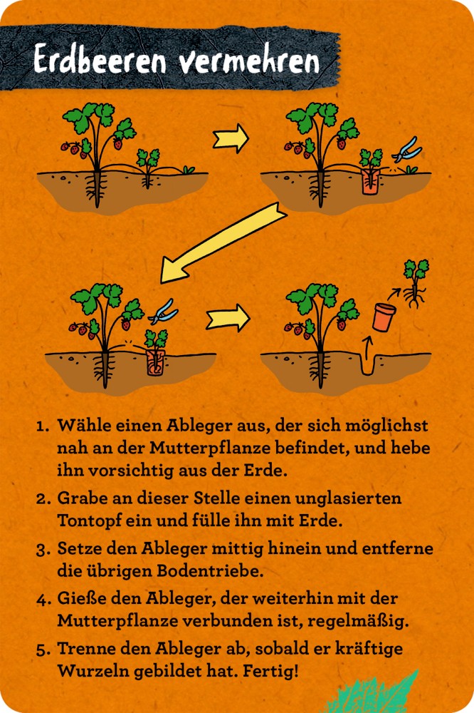 Einblick